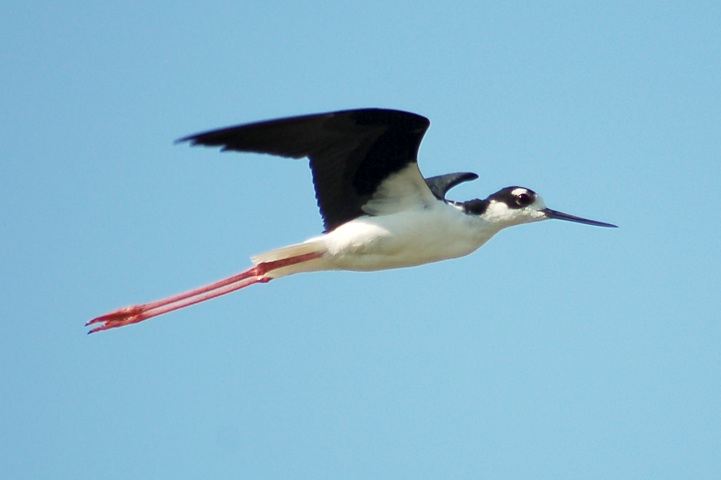 Black-necked Stilt photo #2