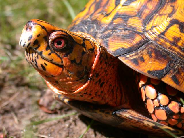 Eastern Box Turtle (adult)