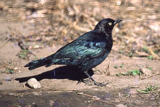 Brewer's Blackbird