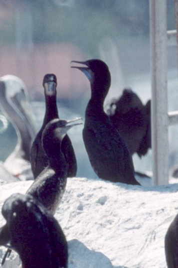 Brandt's Cormorant