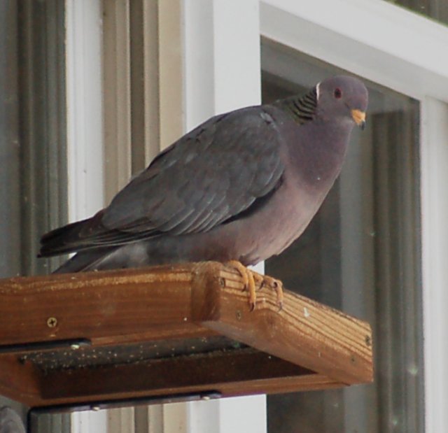 Band-tailed Pigeon Photo 2