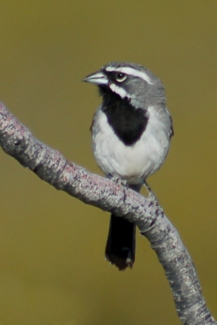 Black-throated Sparrow photo #9