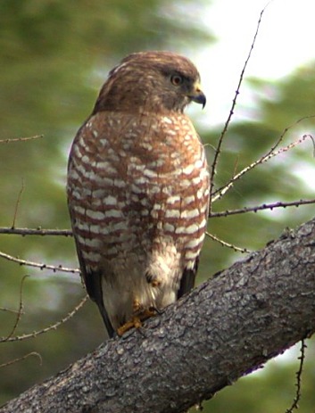 Broad-winged Hawk