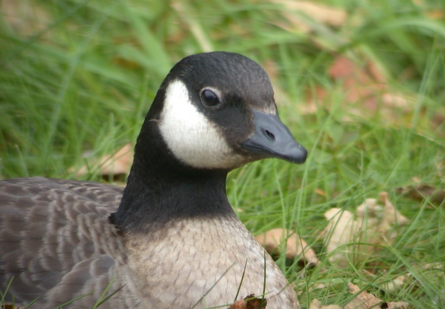 Cackling Goose Photo 1