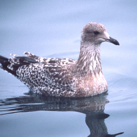 California Gull (juvenile)