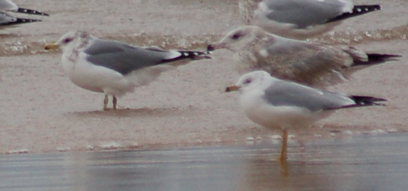 California Gull (winter adult) photo #1