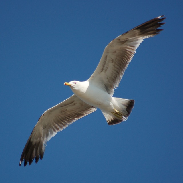 California Gull (3rd cycle in flight)