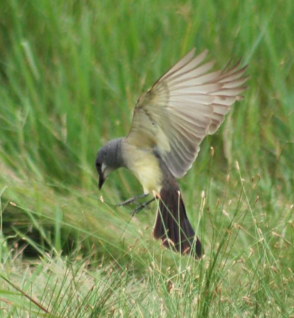 Cassin's Kingbird photo #4