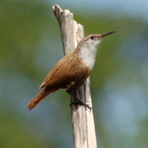 Canyon Wren