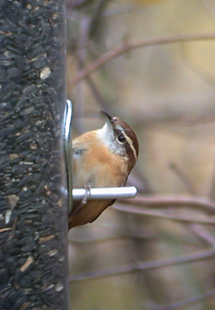 Carolina Wren Photo 1