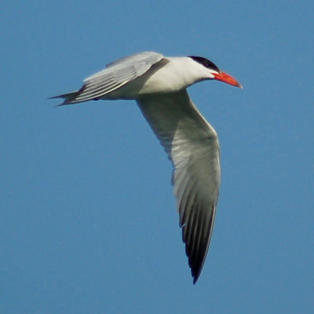 Caspian Tern (adult) photo #1