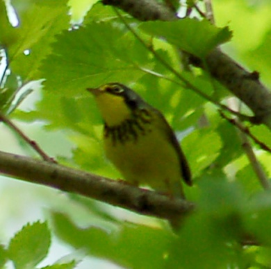 Canada Warbler