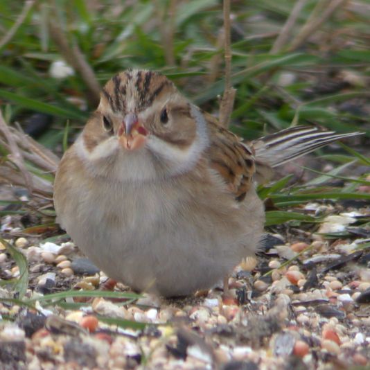 Clay-colored Sparrow photo #2