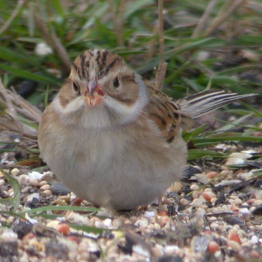 Clay-colored Sparrow photo #6