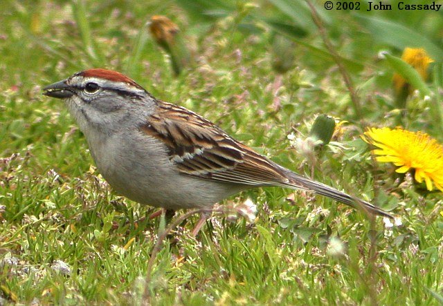 Chipping Sparrow Photo 3