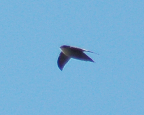 Chimney Swift photo #1