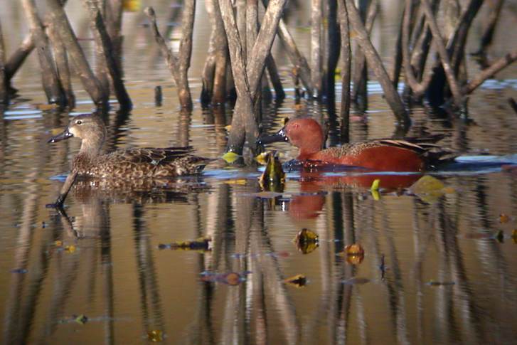 Cinnamon Teal