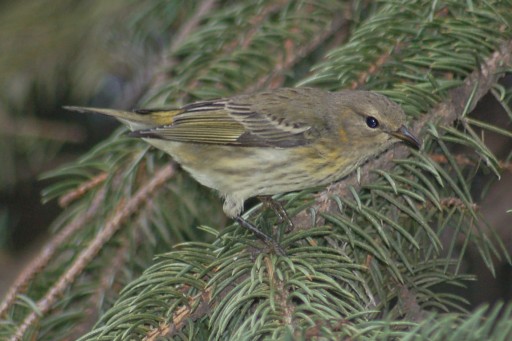 Cape May Warbler (1st fall female)