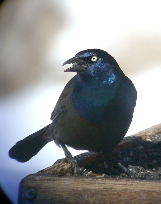 Common Grackle Photo 2