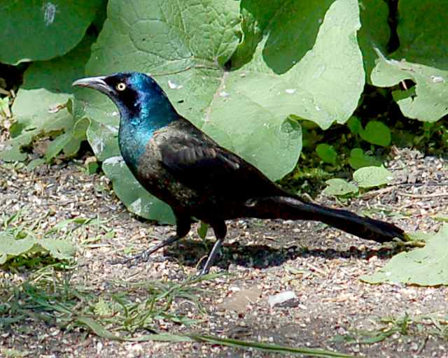 Common Grackle Photo 1