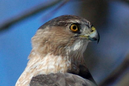 Cooper's Hawk (adult) Photo #2