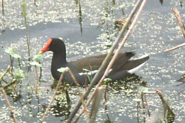 Common Moorhen