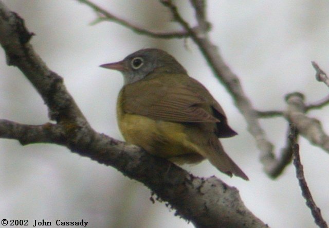 Connecticut Warbler Photo 1