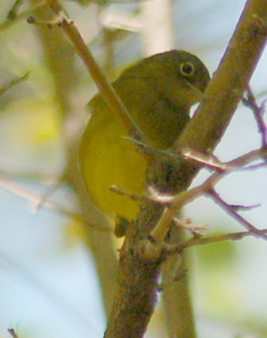 Connecticut Warbler (first fall female)