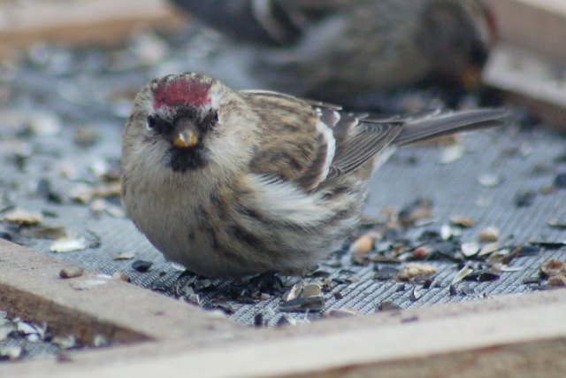Common Redpoll photo #3