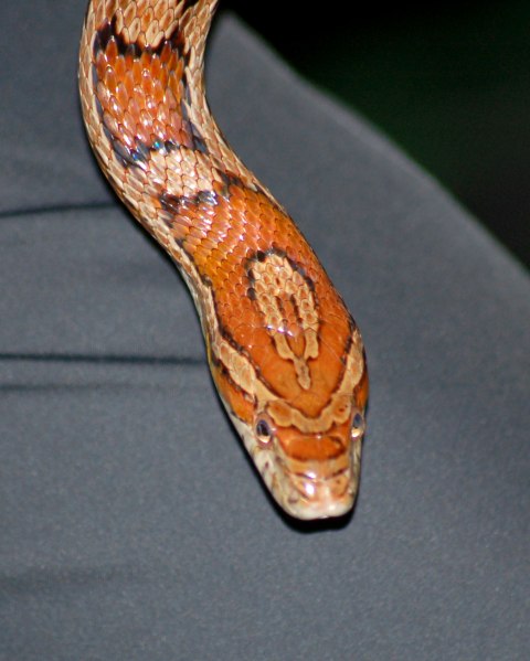 Corn Snake photo #2