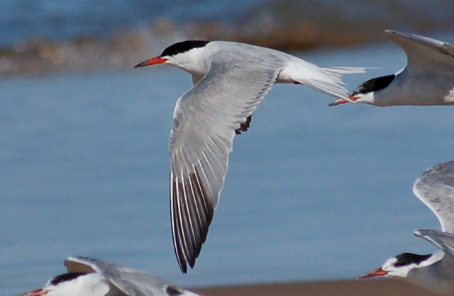 Common Tern (adult in flight)