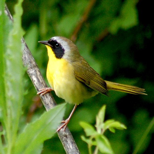 Common Yellowthroat photo 1