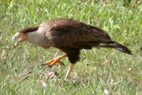 Crested Caracara Photo #1