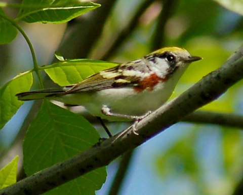 Chestnut-sided Warbler (spring female)
