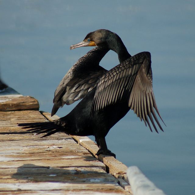 Double-crested Cormorant photo #1
