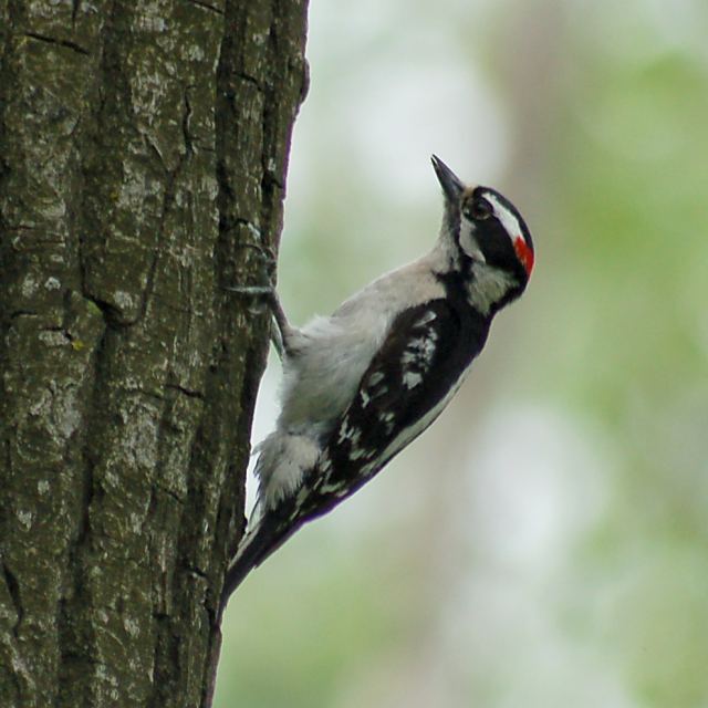 Downy Woodpecker photo #1