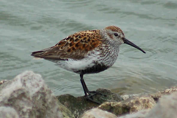 Dunlin photo #2