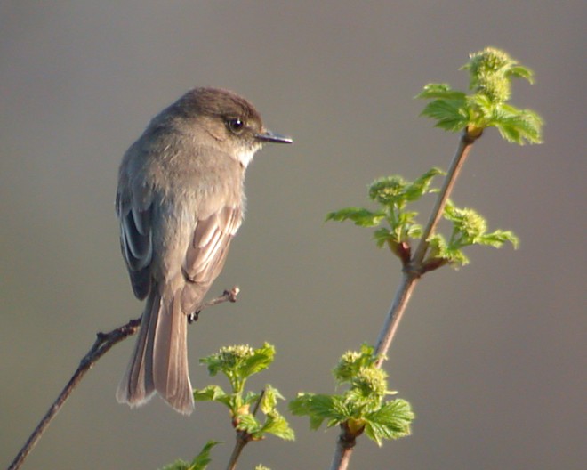 Eastern Phoebe (adult)