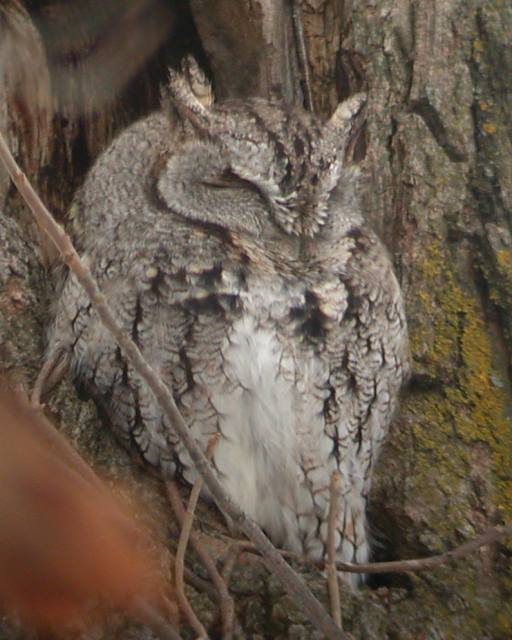 Eastern Screech-Owl photo #2