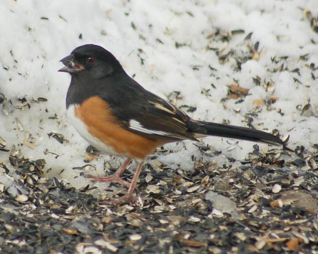 Eastern Towhee (male) photo #2