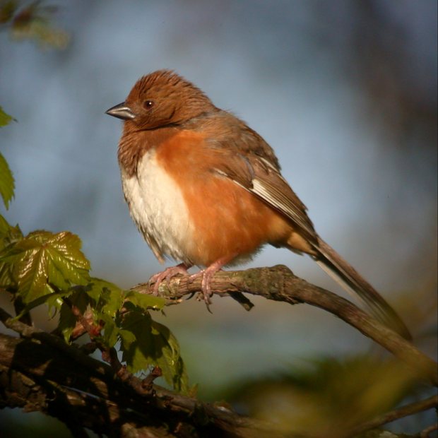 Eastern Towhee (female)