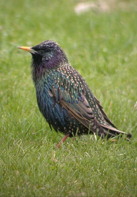 European Starling