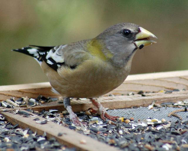 Evening Grosbeak (female)