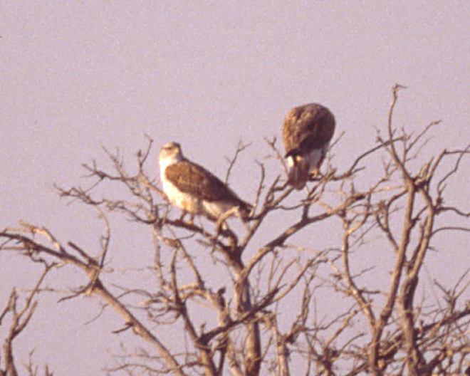 Ferruginous Hawk