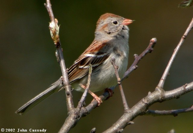 Field Sparrow