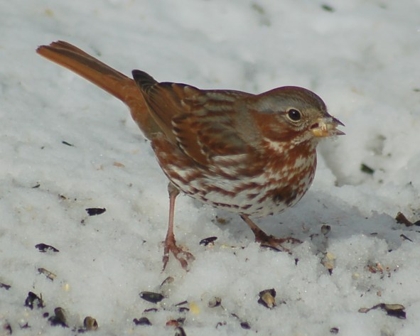 Fox Sparrow