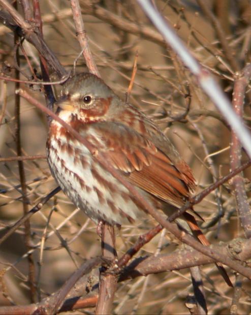 Fox Sparrow