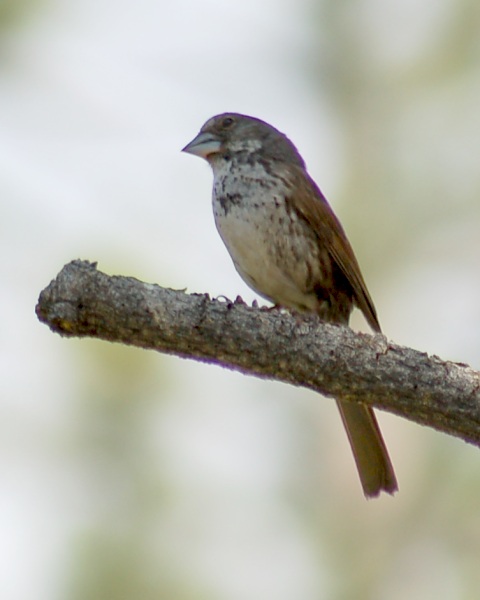 Fox Sparrow (