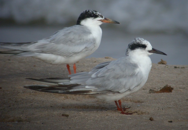 Forster's Tern Photo 2