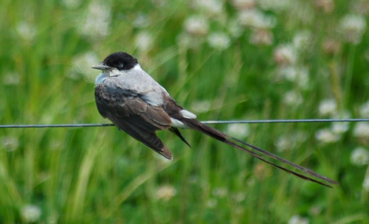 Fork-tailed Flycatcher